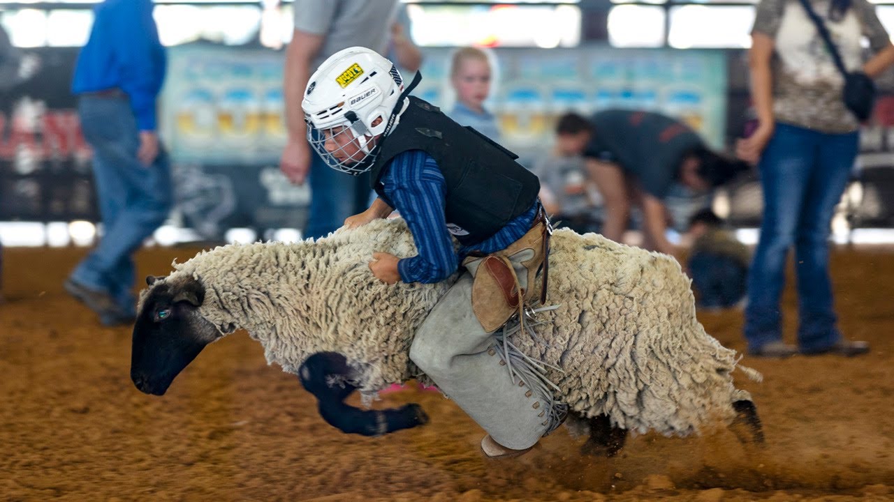 'Grab a handful of fur and hang on.' Kids compete in mutton busting at North Texas rodeo