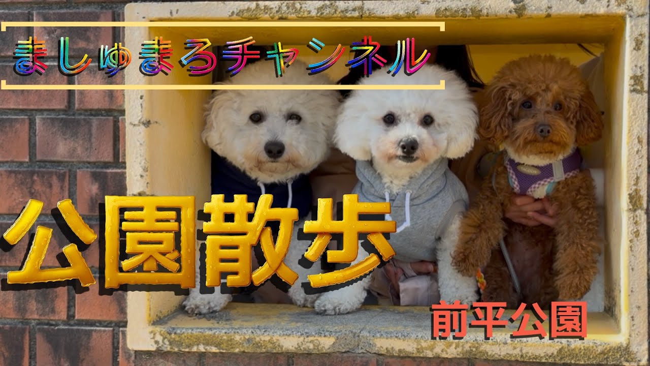ビションフリーゼのましゅまろ、友達と遊んだよ！　#もふもふ .#アフロ犬 .#トイプードル .#わんこ .#可愛い