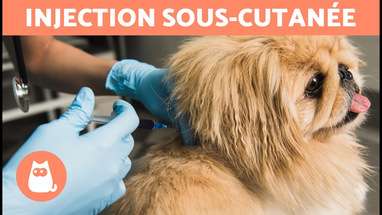 Comment administrer une INJECTION SOUS-CUTANÉE à un chien ? 🐶💉 | Explication étape par étape