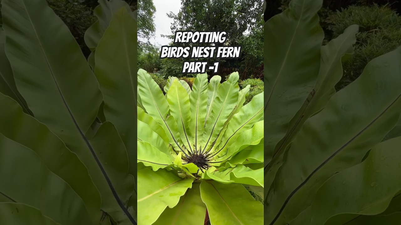 How to Repot Birds Nest fern