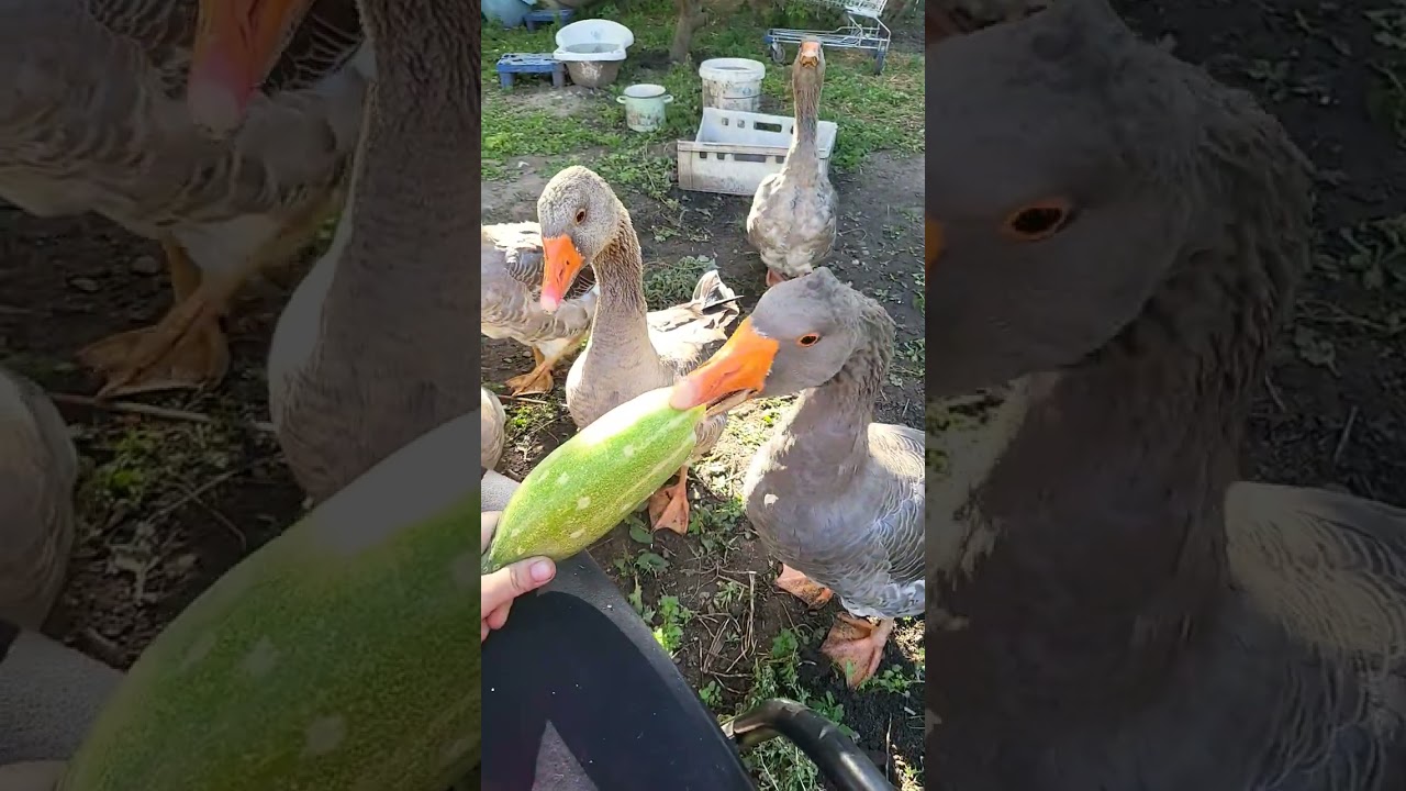 ŚNIADANKO  #goose #landes #wiejskiezycie #gęsi