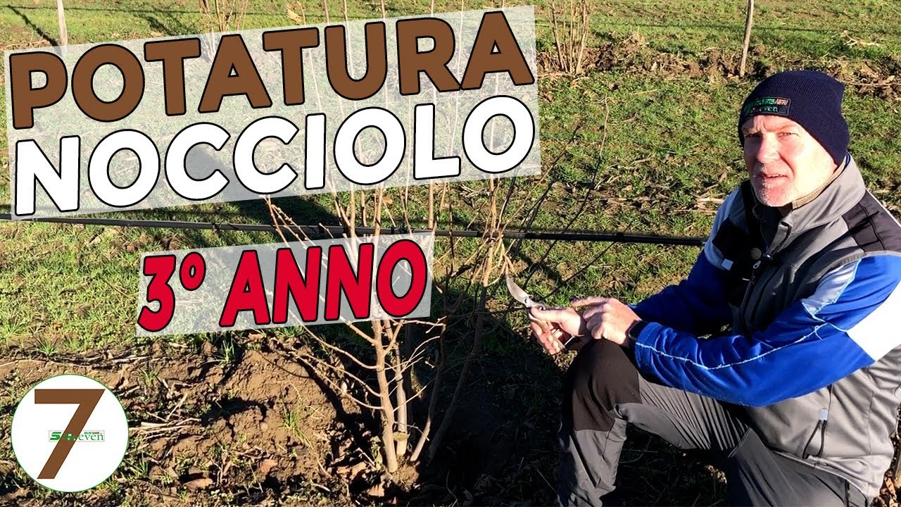 Potatura Nocciolo di allevamento a cespuglio 3 ANNO