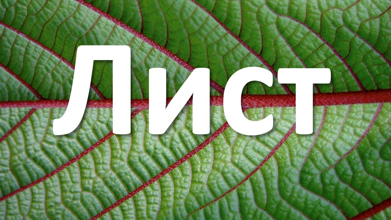 6. Лист (6 класс) - биология, подготовка к ЕГЭ и ОГЭ 2018