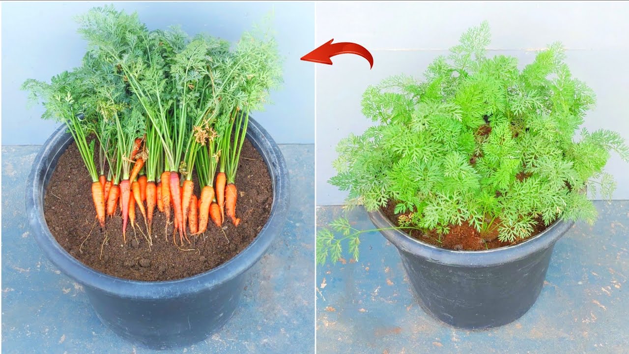 أفضل طريقة لزراعة الجزر في المنزل من البذور حتي الحصاد 🥕🥕