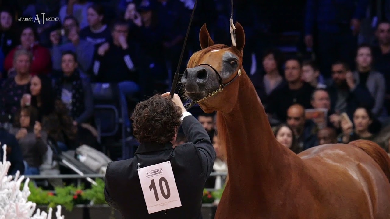 🎨 Mona Lisa Aljassimya 🎨 - 2019 World Silver Champion Yearling Filly