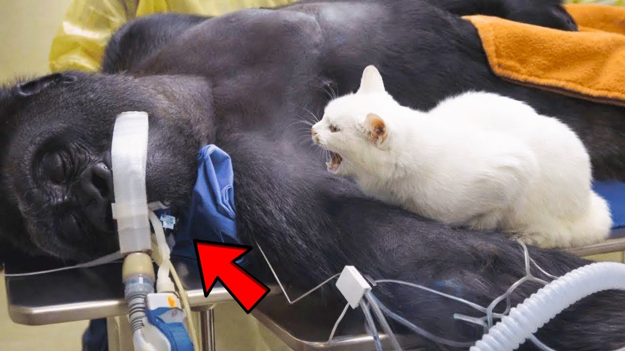 A Cat’s Cry Beside Her Dying Best Friend... Then the Miracle Happened