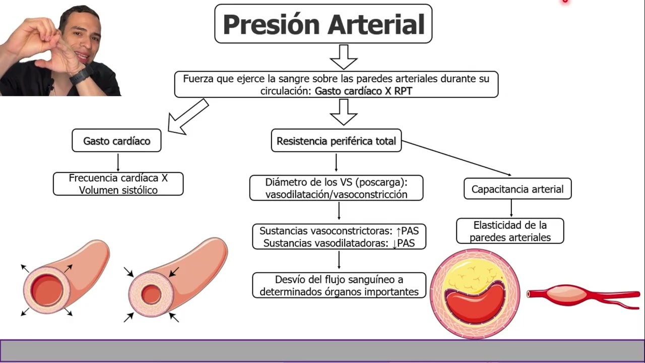 Fisiología cardiovascular: entendiendo la hipotensión e hipertensión en perros y gatos