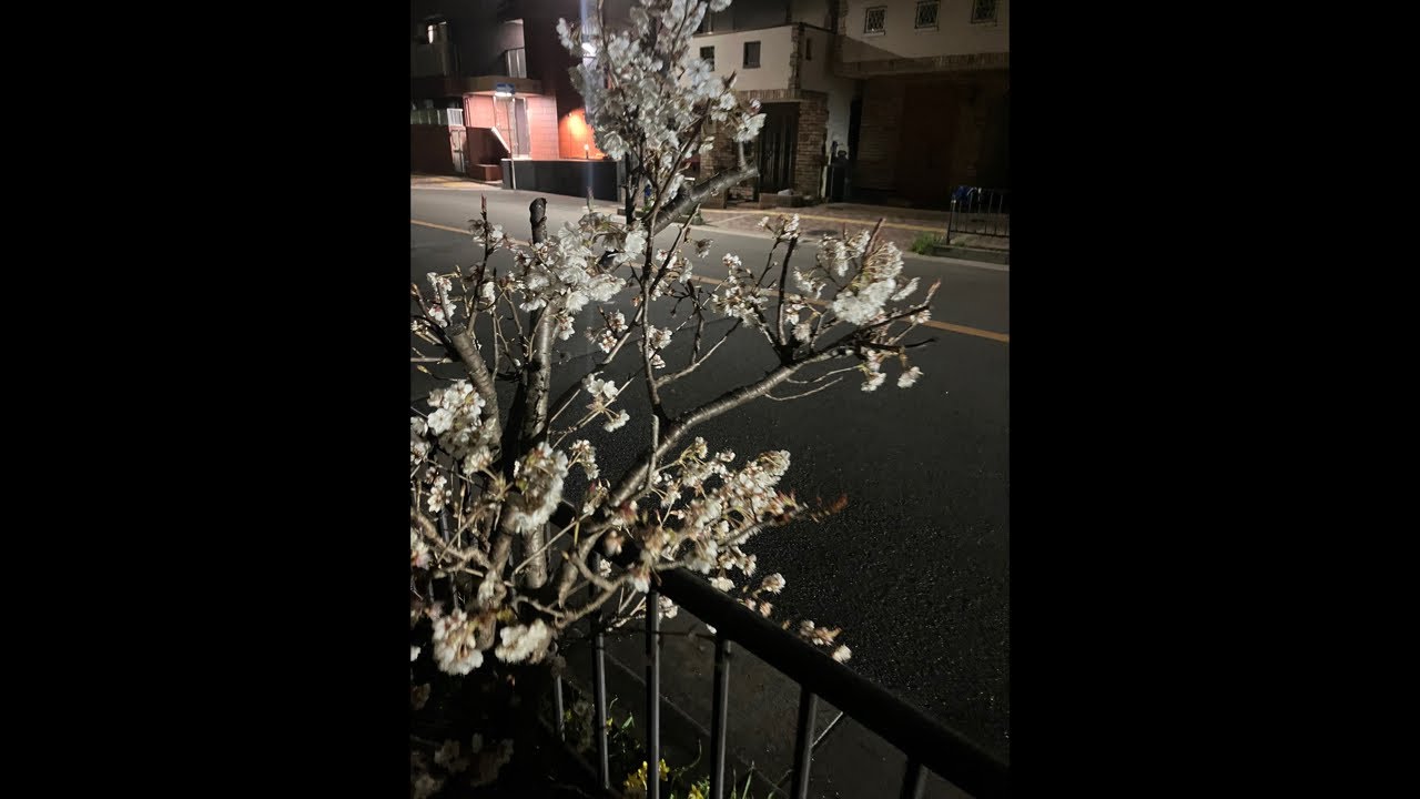 【Epi6】週末夜更かしトーク、夜桜を待ちながら【雑談】