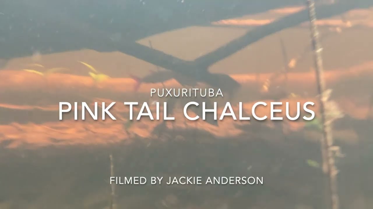 Pink Tailed Chalceus