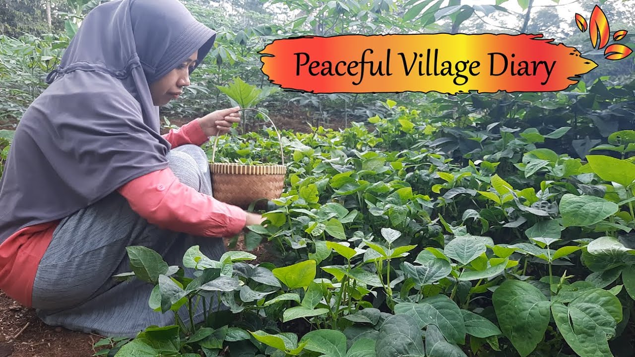 A Tranquil Village Day – Harvesting Cowpea (Black Eyed Pea Greens) Leaves & Enjoying Slow Living