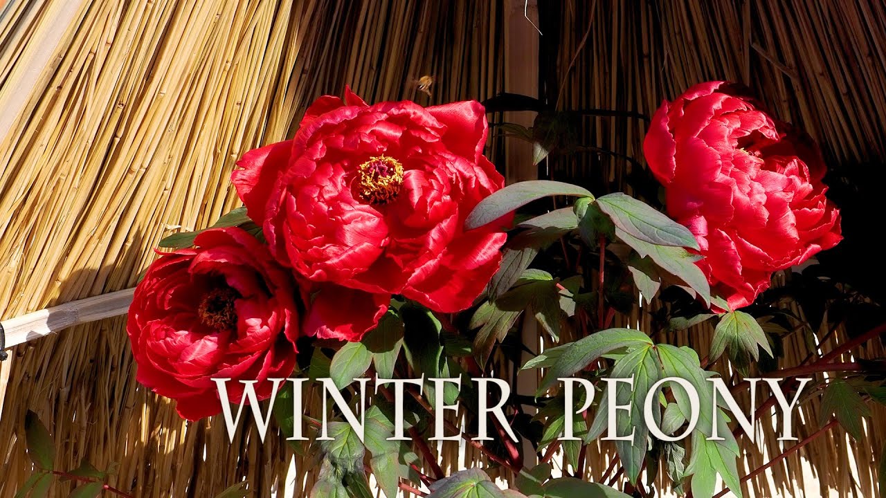 Winter peonies are in full bloom at Tokyo metropolitan area.首都圏で冬牡丹が見頃