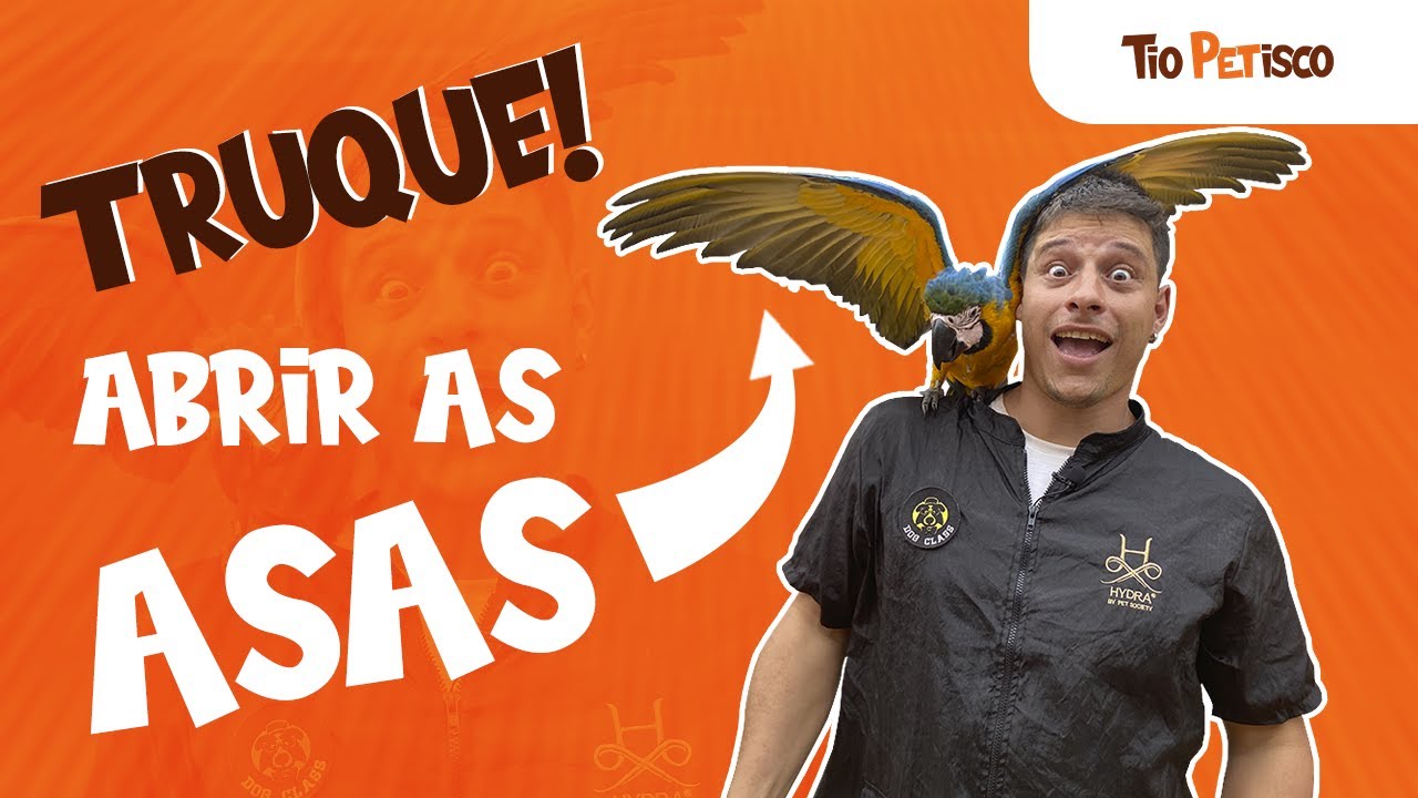 Como ensinar a ave abrir as asas! TRUQUE SIMPLES DE ENSINAR!!