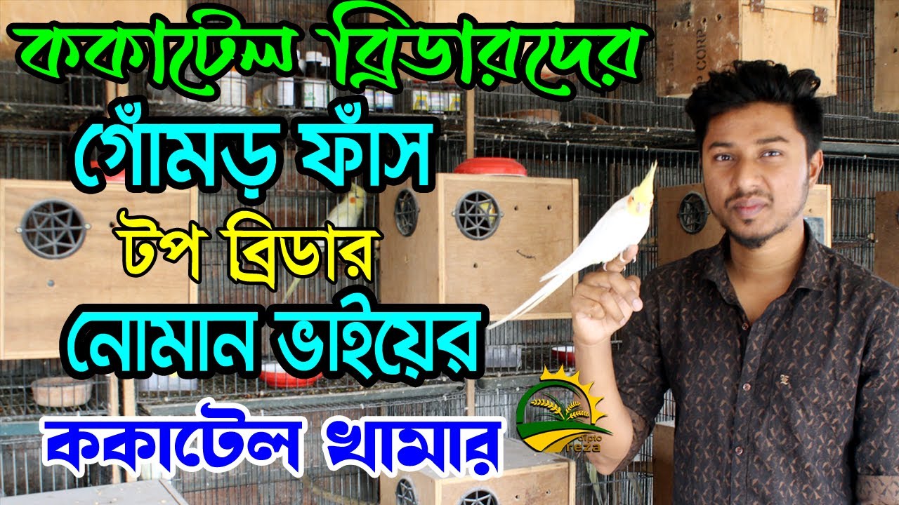 ককাটেল ব্রিডারদের গোঁমড় ফাসঁ//ককাটেল পাখির খামর// ককাটেল পাখি পালন প্রদ্ধতি ও ককাটেল পাখির দাম