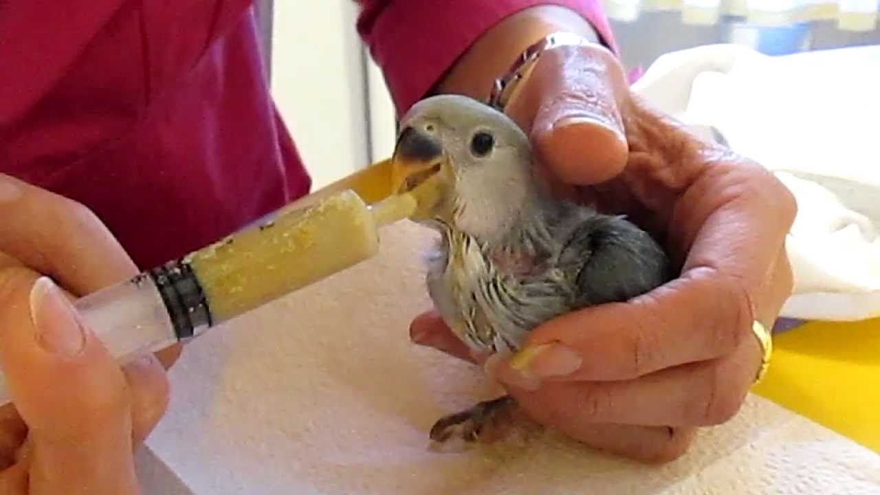 como darle papilla a un agaporni papillero