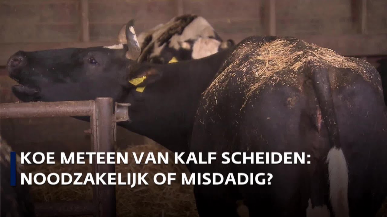 Kalf langer bij de koe is gevaarlijk