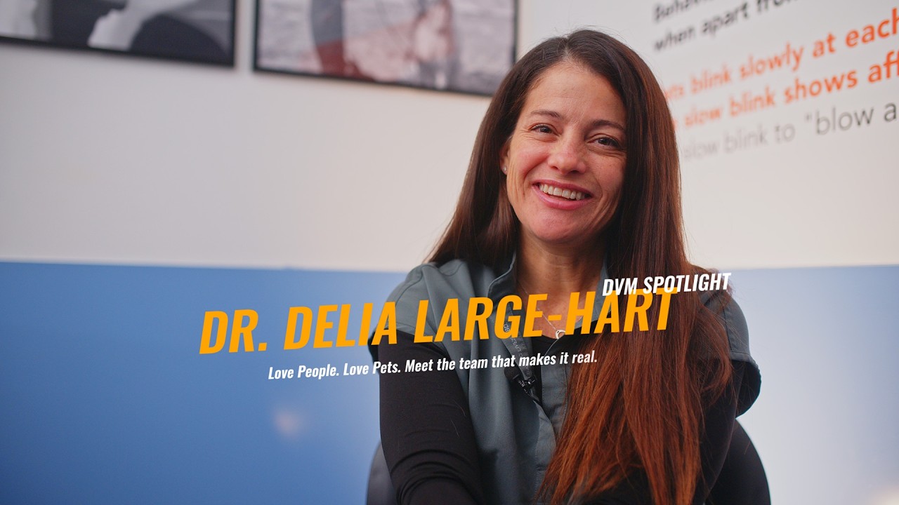 From Parkinson’s Research to Emergency Surgery | Meet Dr. Delia Large-Hart | DVM Spotlight