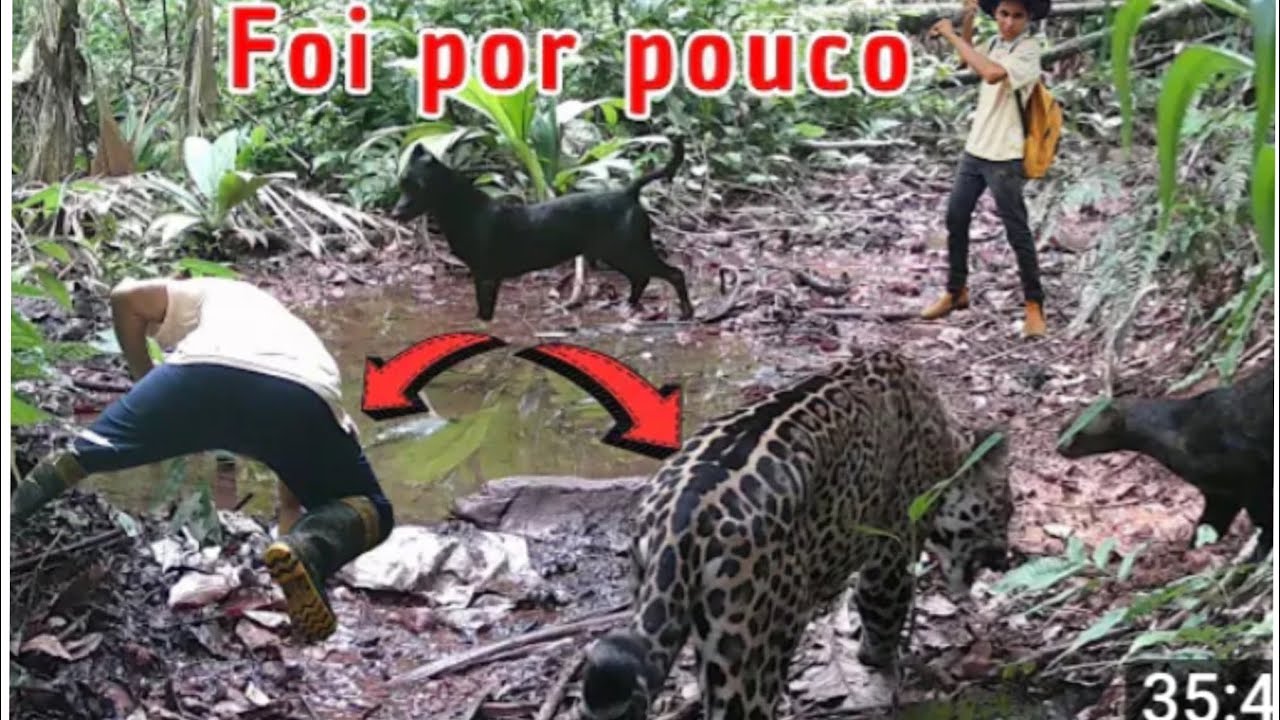 😲 FOI POR POUCO ENQUANTO EU GRAVAVA UM VÍDEO QUASE FUI COMIDO POR UMA ONÇA PINTADA OBRIGADO MEU DEUS