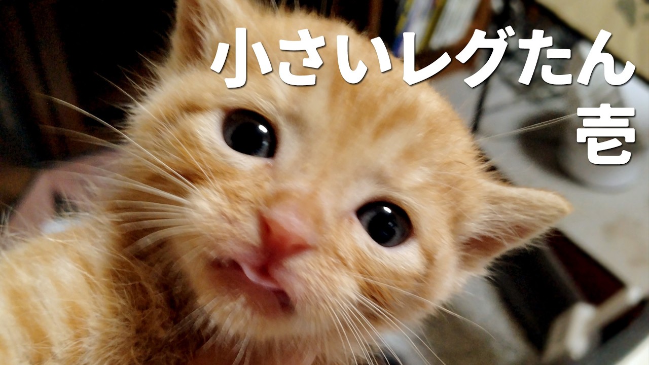 レグさん1歳記念！ 小さいレグたんを見てみようの巻　1