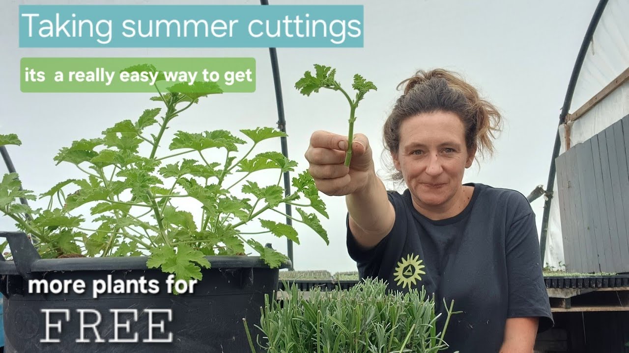 Taking summer cuttings for free plants