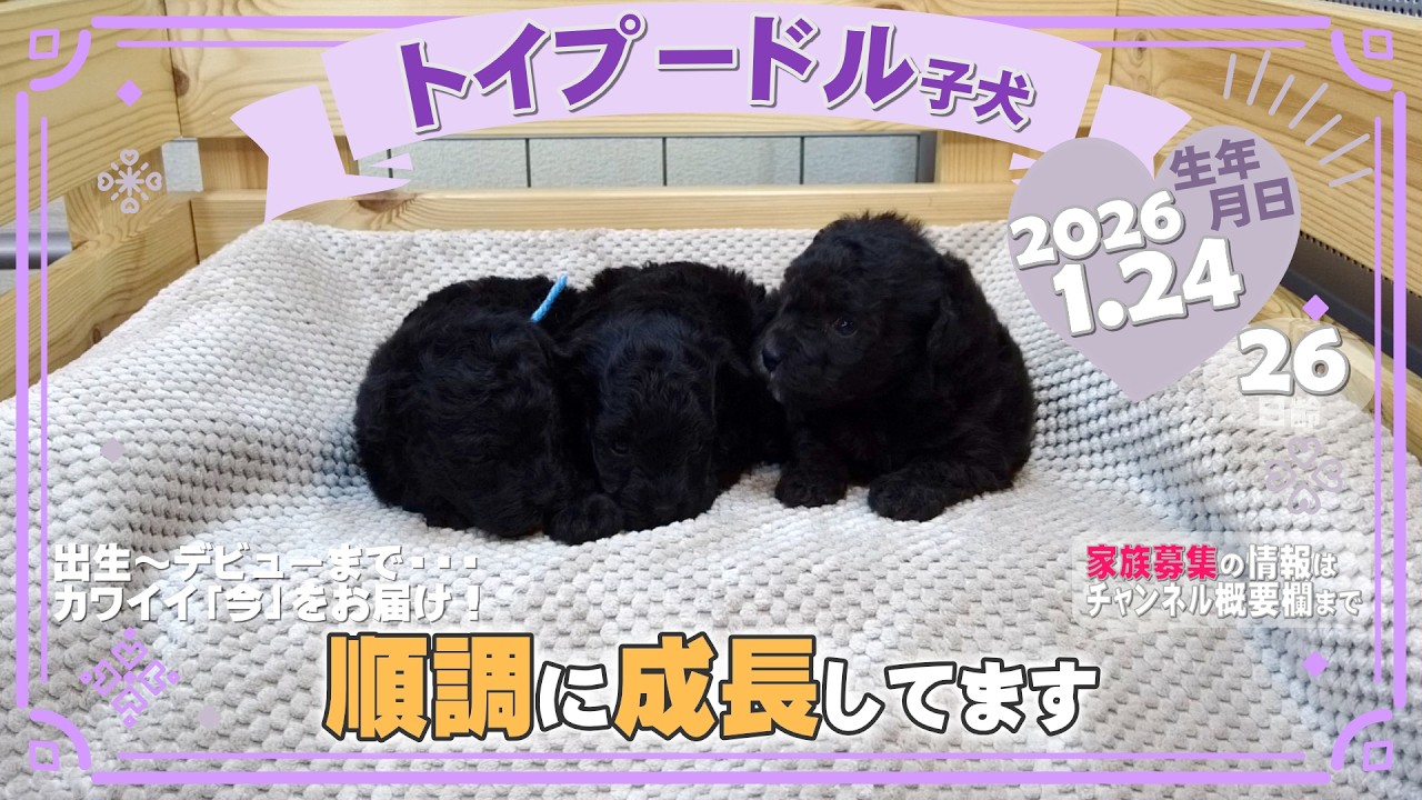 トイプードル子犬｜2026.1.24生（26日齢）｜グレーorブラック｜女の子・男の子｜滋賀県｜フリー