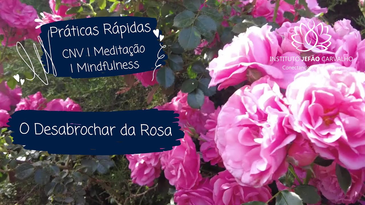 O Desabrochar da Rosa | Uma Meditação sobre o Tempo da Vida