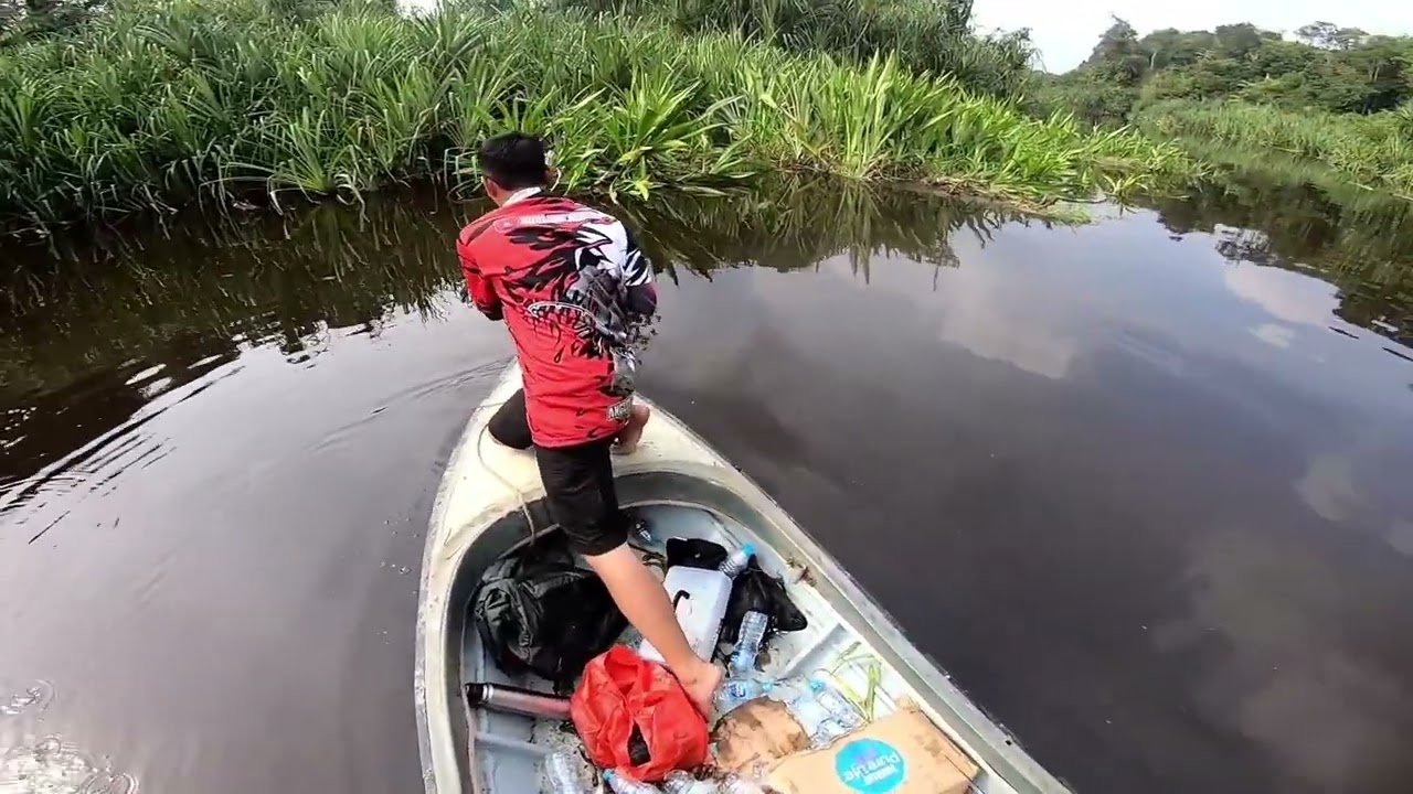 SENSASI MONSTER SUNGAI KAPUAS!! IKAN TAPAH 27,5 KG!! #ikantapah #mancingmania #ikanpredator #shimano