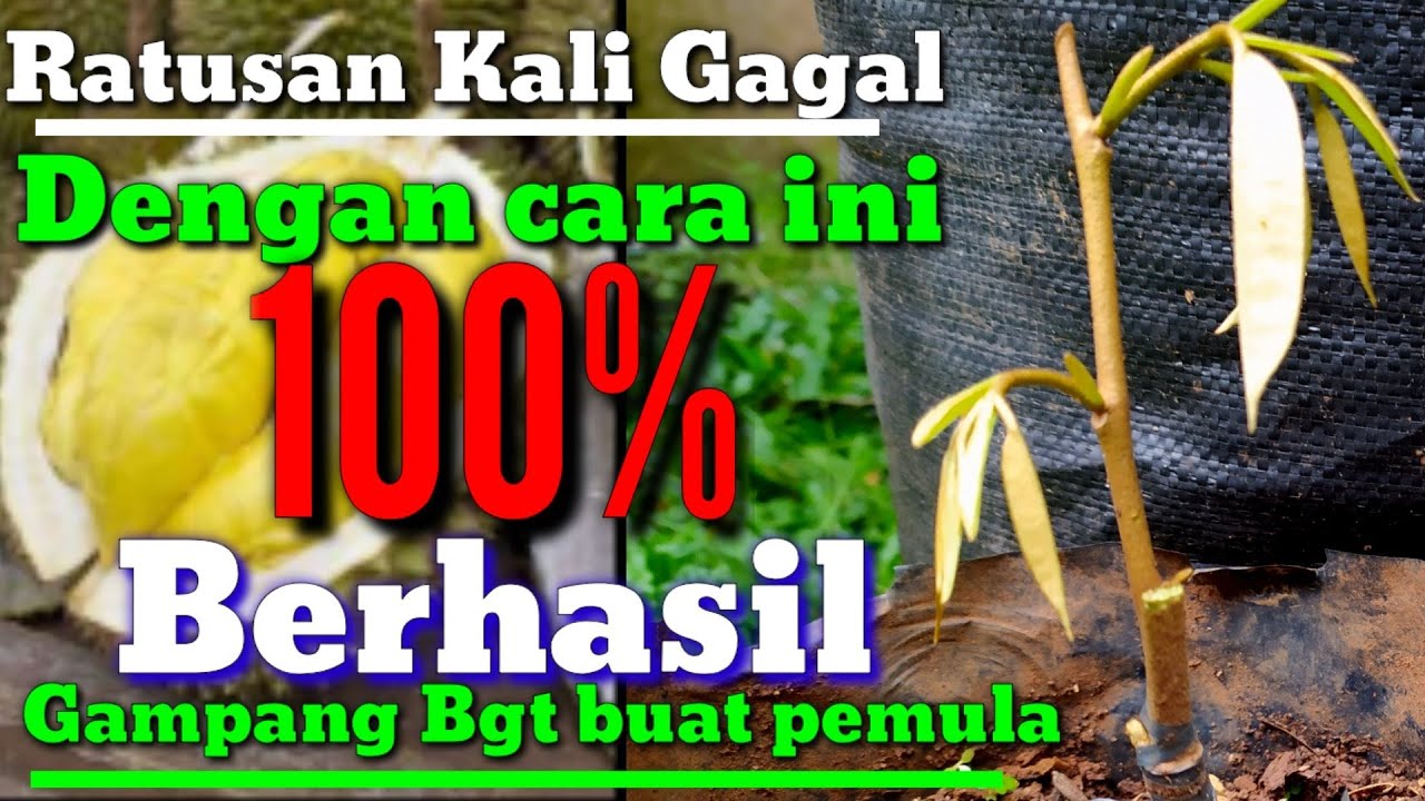 sambung pucuk pada durian usia dini