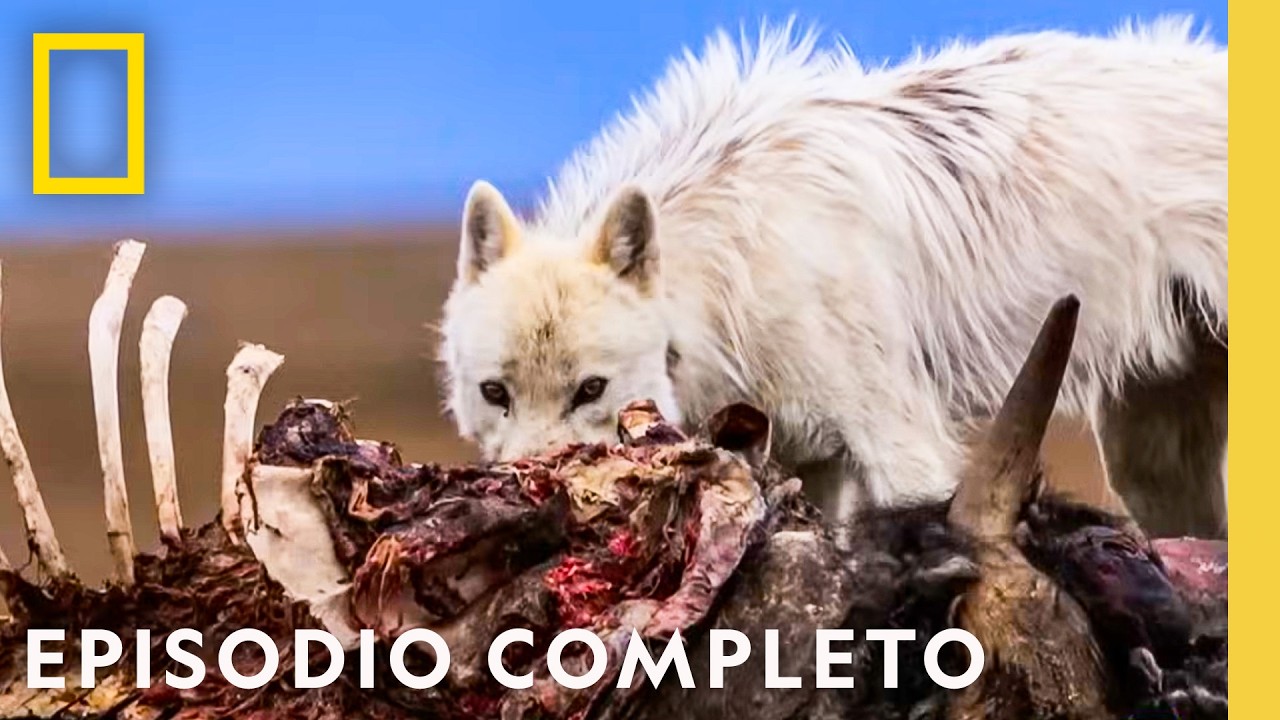 Cr&iacute;as de Lobos en Peligro | La Leyenda del Lobo Blanco | Nat Geo en Espa&ntilde;ol