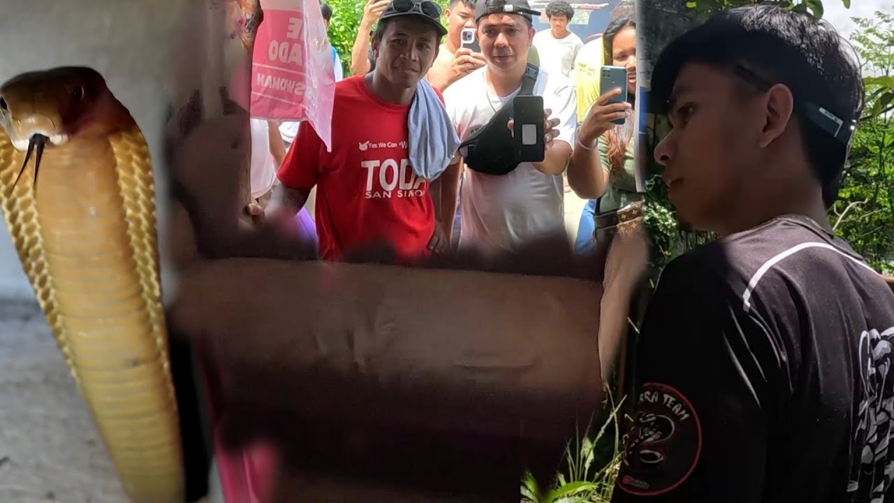 PART 4 KING COBRA SA SUFA  SA CAMARINES NORTE