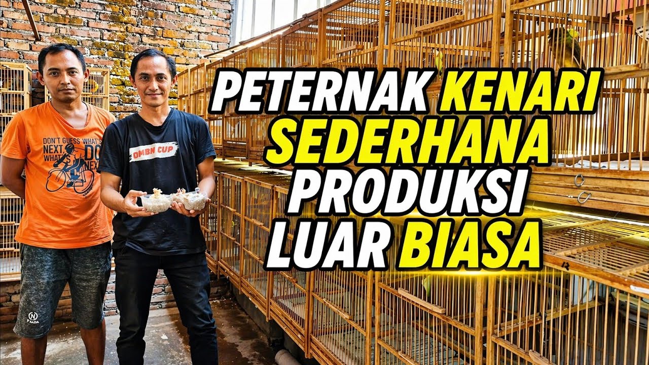 PETERNAK KENARI‼️Tempat SANGAT SEDERHANA produksi LUAR BIASA...