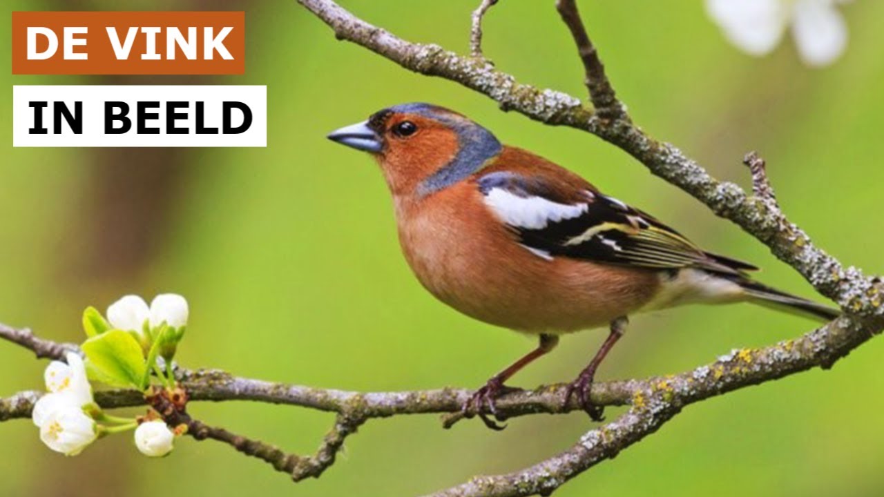 Vink in Beeld.  ( The Chaffinch )