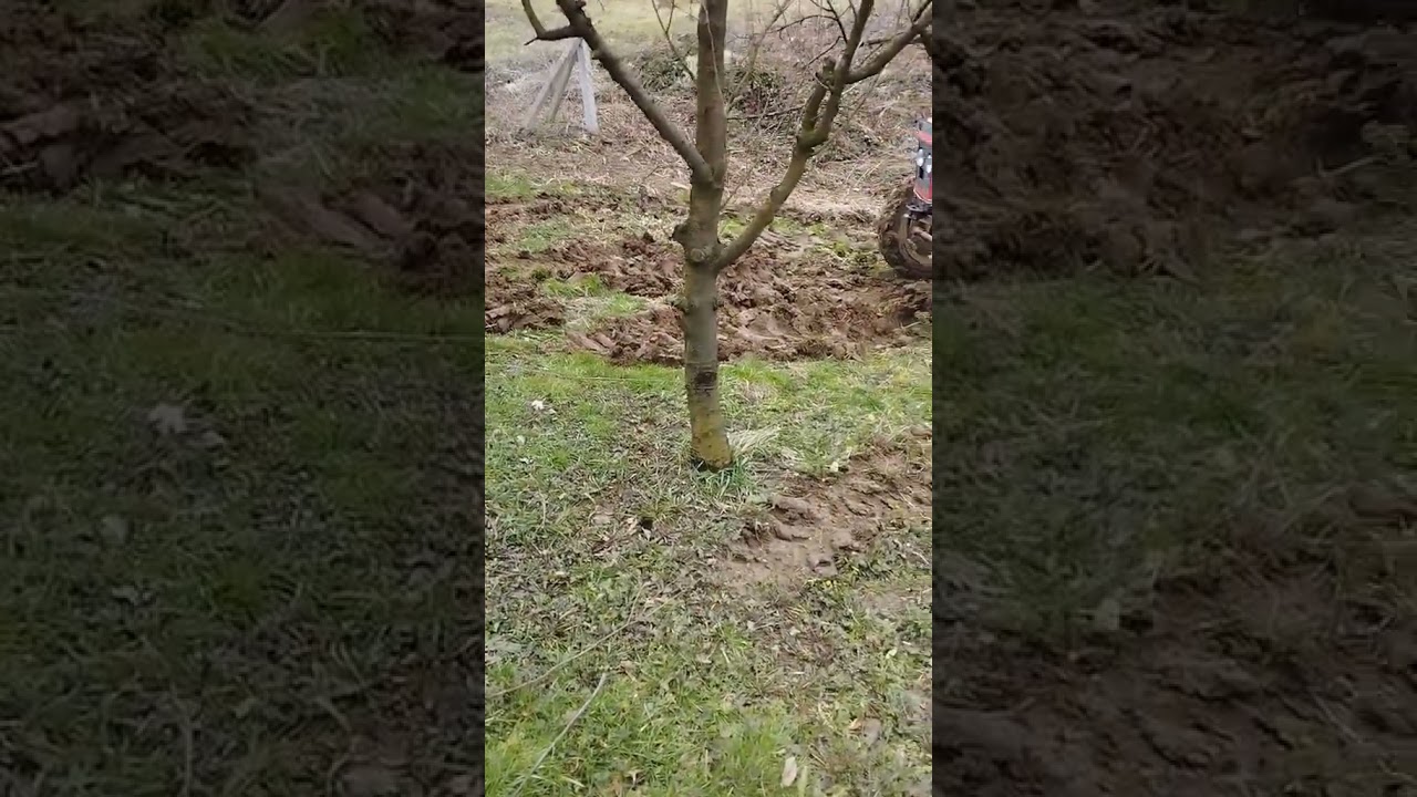 traktor Zetor u problemu #tractor #zetor #imt #shortvideo