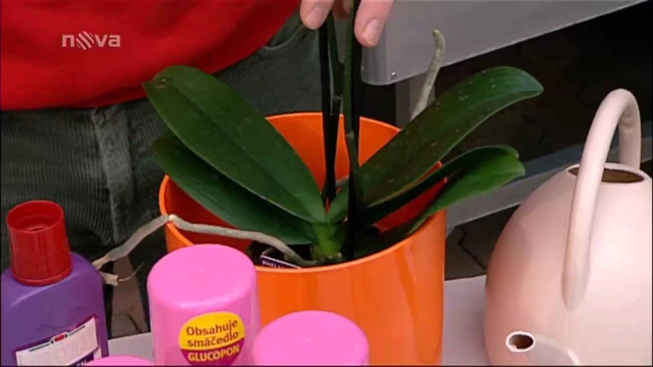 Starostlivosť o orchidey