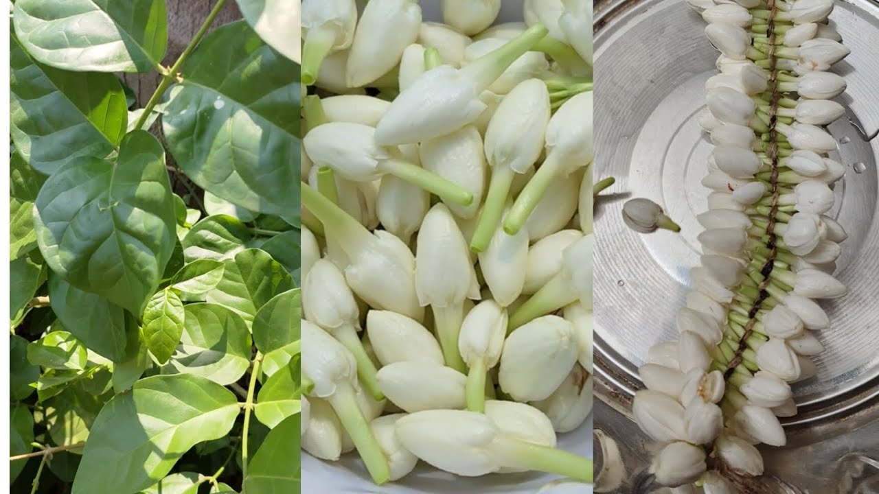 ಮೂರು ಧಾರದಲ್ಲಿ ಸುಲಭವಾಗಿ ಹೂ ಕಟ್ಟುವ ರೀತಿ ಎಷ್ಟು ಚಂದ ನೋಡಿ #shortsvidio #viralvideo #ytshorts