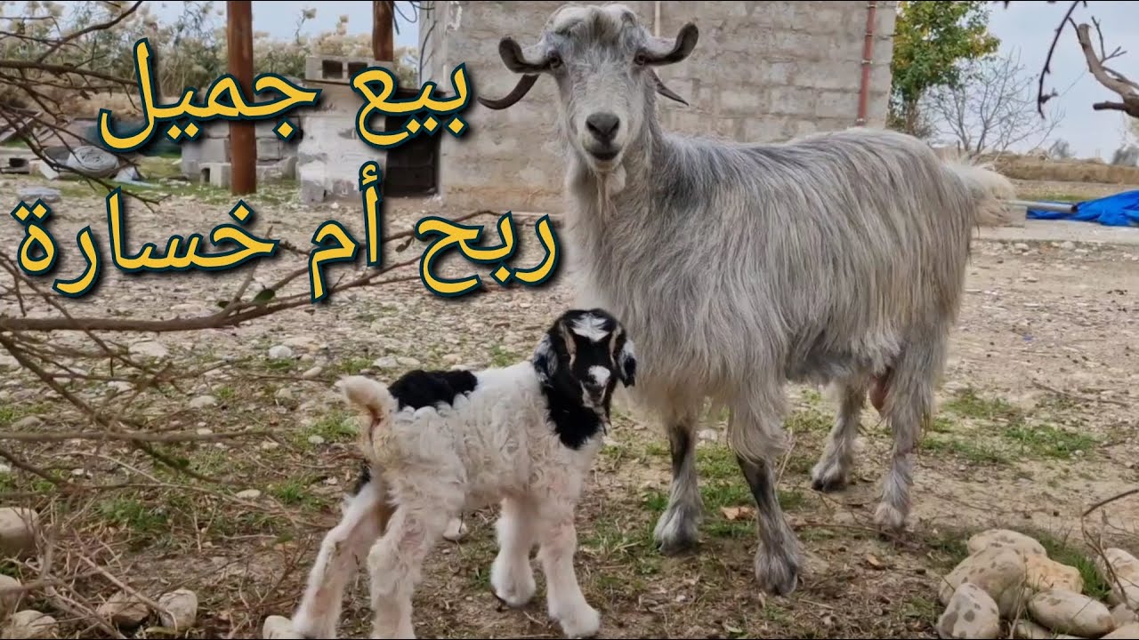 (127)بيع معزة و حساب الأرباح ،علاج و تداوي الكتاكيت من الامراض ،شراء ماعز يتيم لاستغلال الحليب