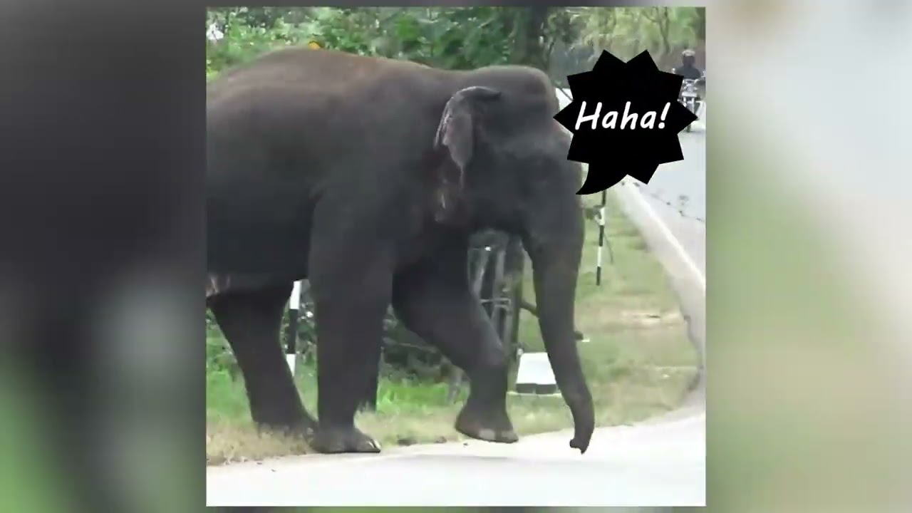 Human vs Elephant : A review of solutions for Human Elephant Conflict