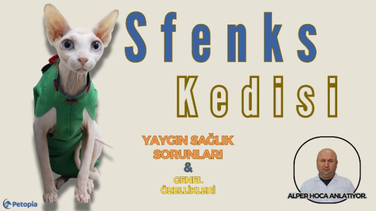 Sfenks Kedisi Yaygın Sağlık Sorunları