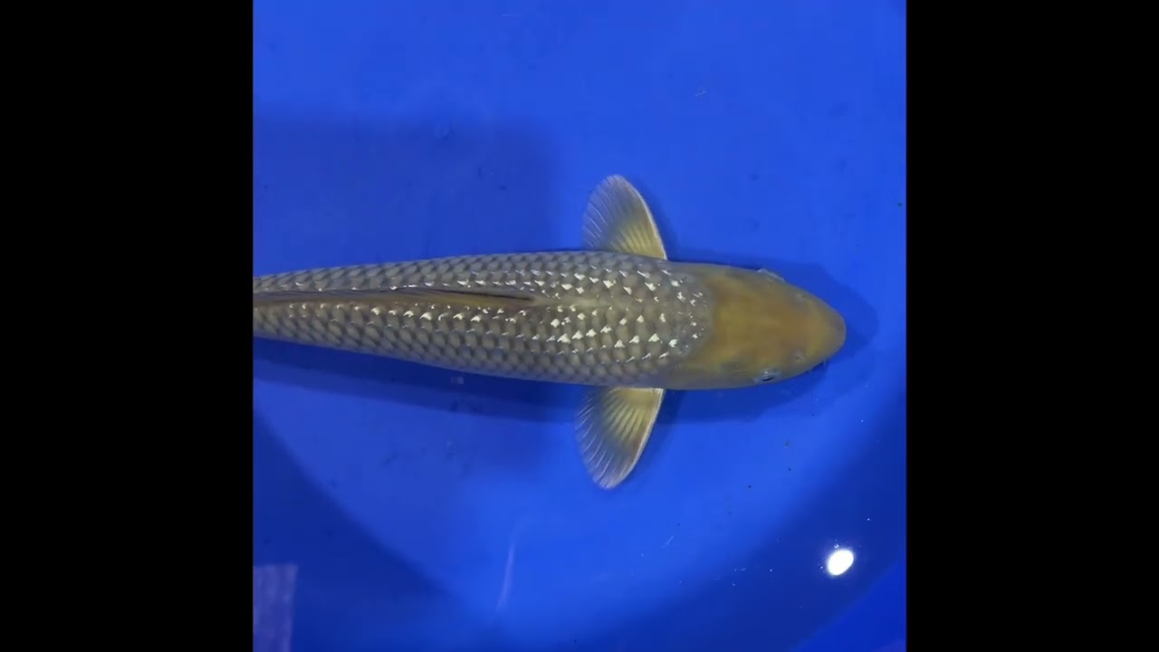 Ginrin Soragoi 37cm