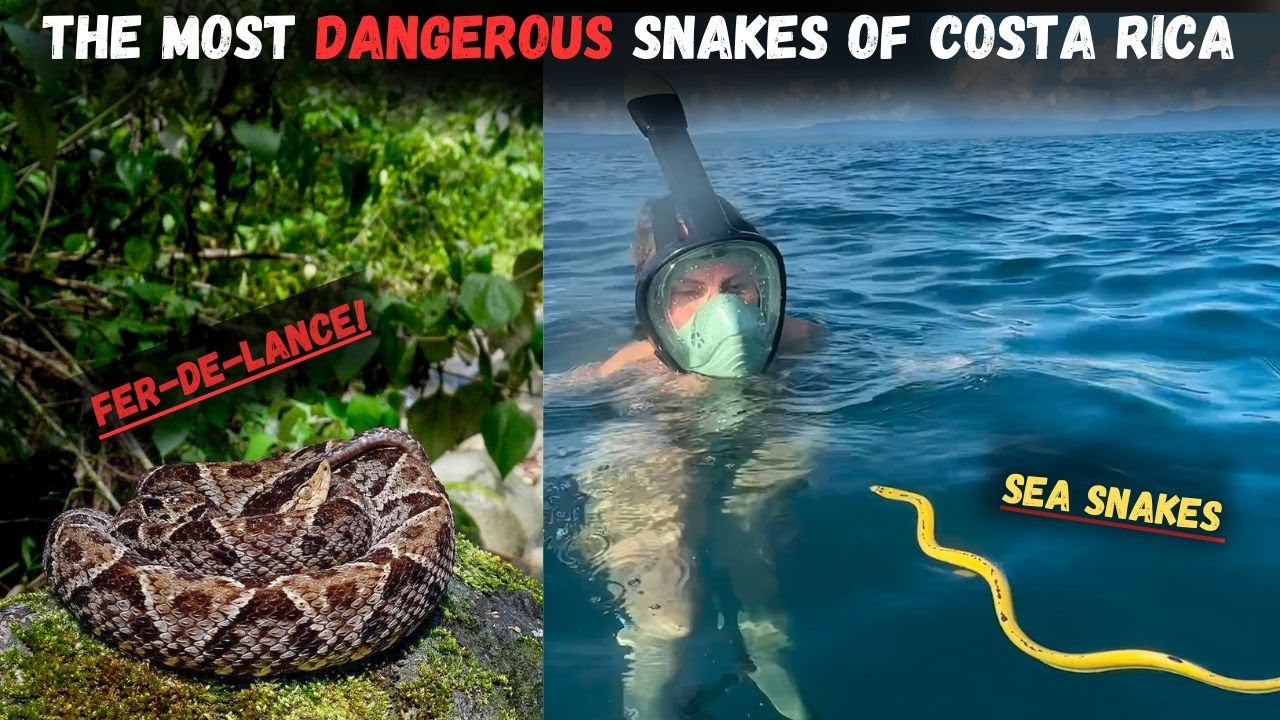 Most Dangerous Snakes of Costa Rica!