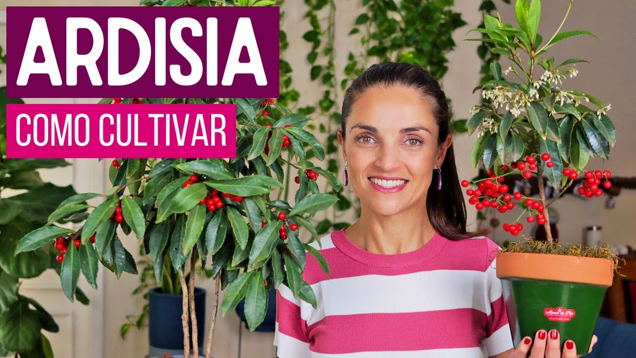 ARDISIA - uma PLANTA com FRUTINHOS e FÁCIL DE CUIDAR