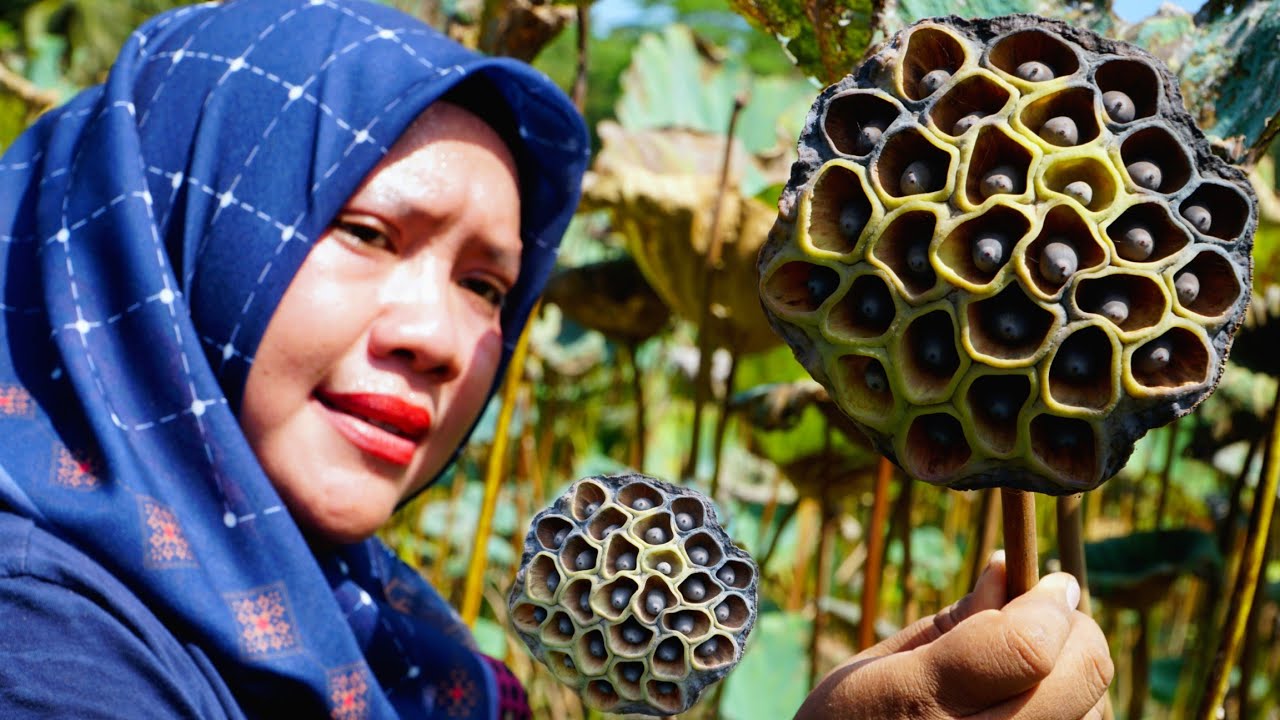 Burburu Buah Lotus Atau Teratai Untuk Dimakan || Rasanya Mirip Kacang