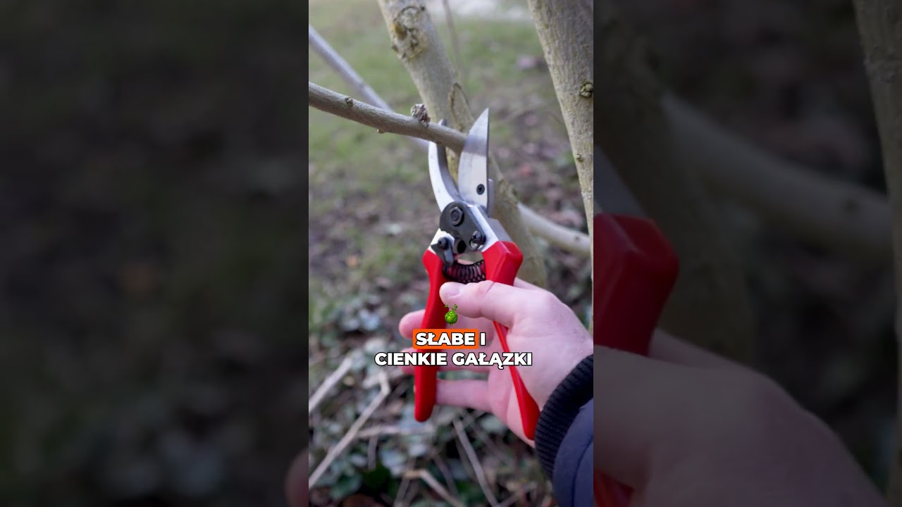 Wiosenne cięcie hibiskusa &ndash; zr&oacute;b to, żeby pięknie kwitł! ✂️🌺