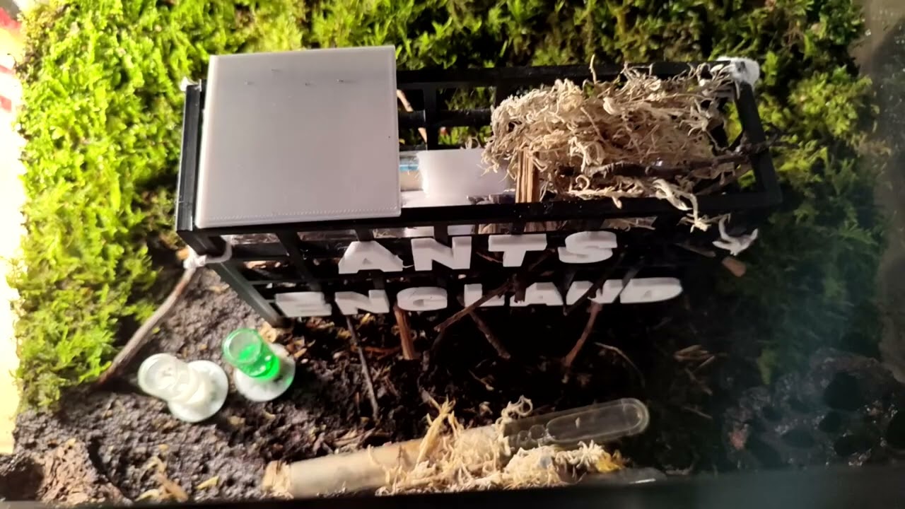 ANN News Ep 14   Ant News Network News   Weatherman DOWN !!!