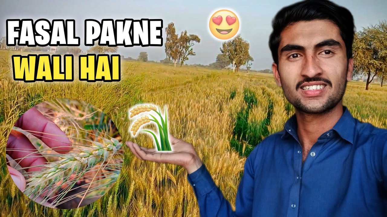 Gandum 🌾 Ki Fassal Pakne Wali Hai 😍