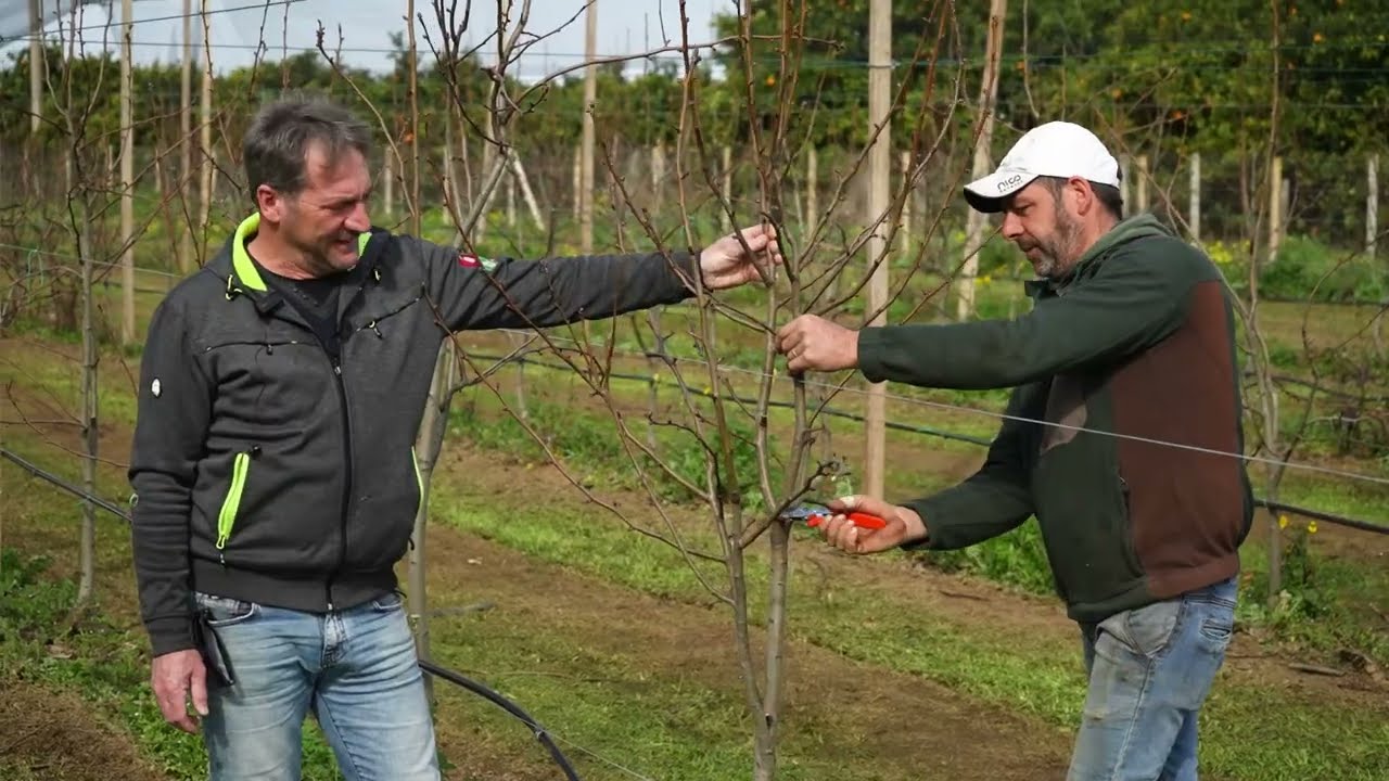 NUOVE FRONTIERE PER L’AGRICOLTURA: RICERCA E SOSTENIBILITÀ DELLA PERA EDEN GOLD IN CALABRIA