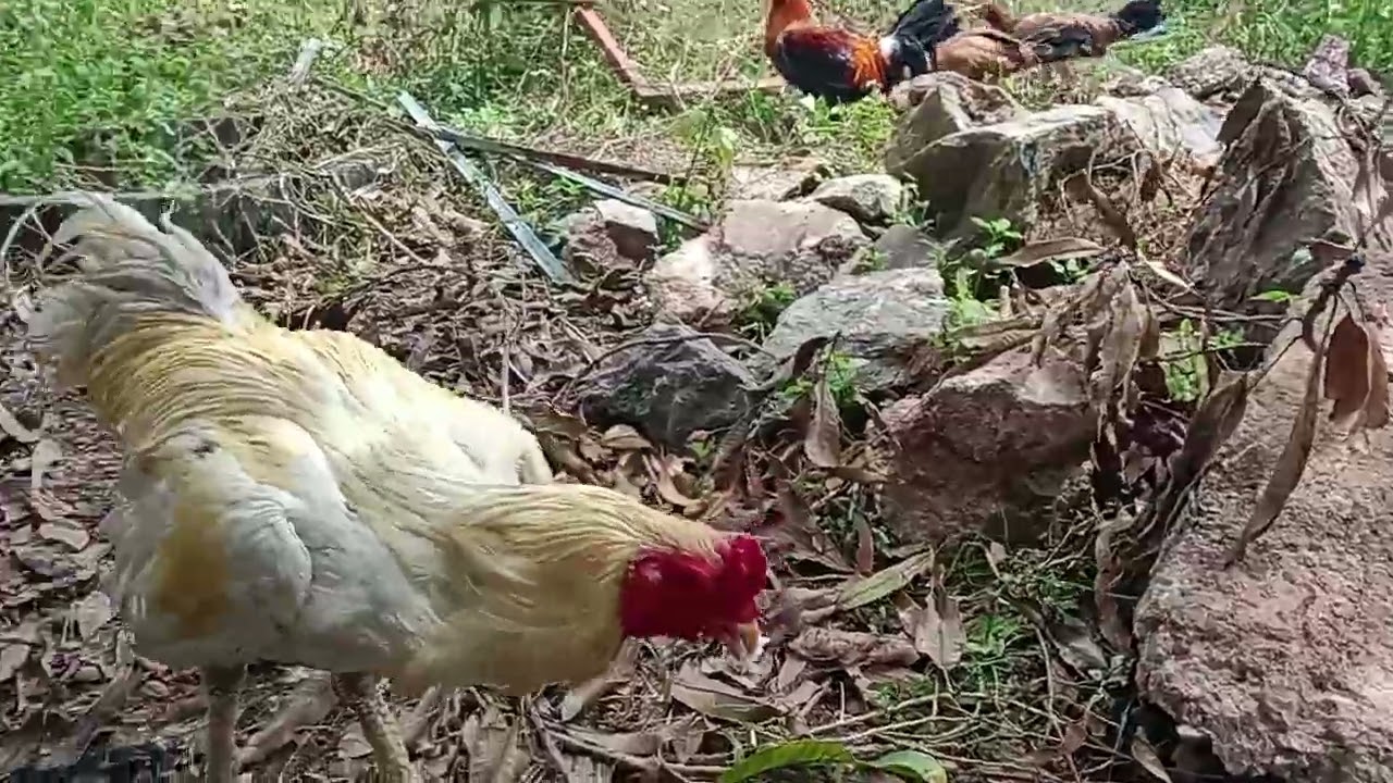 Chủ nhật chăm gà chơi a e