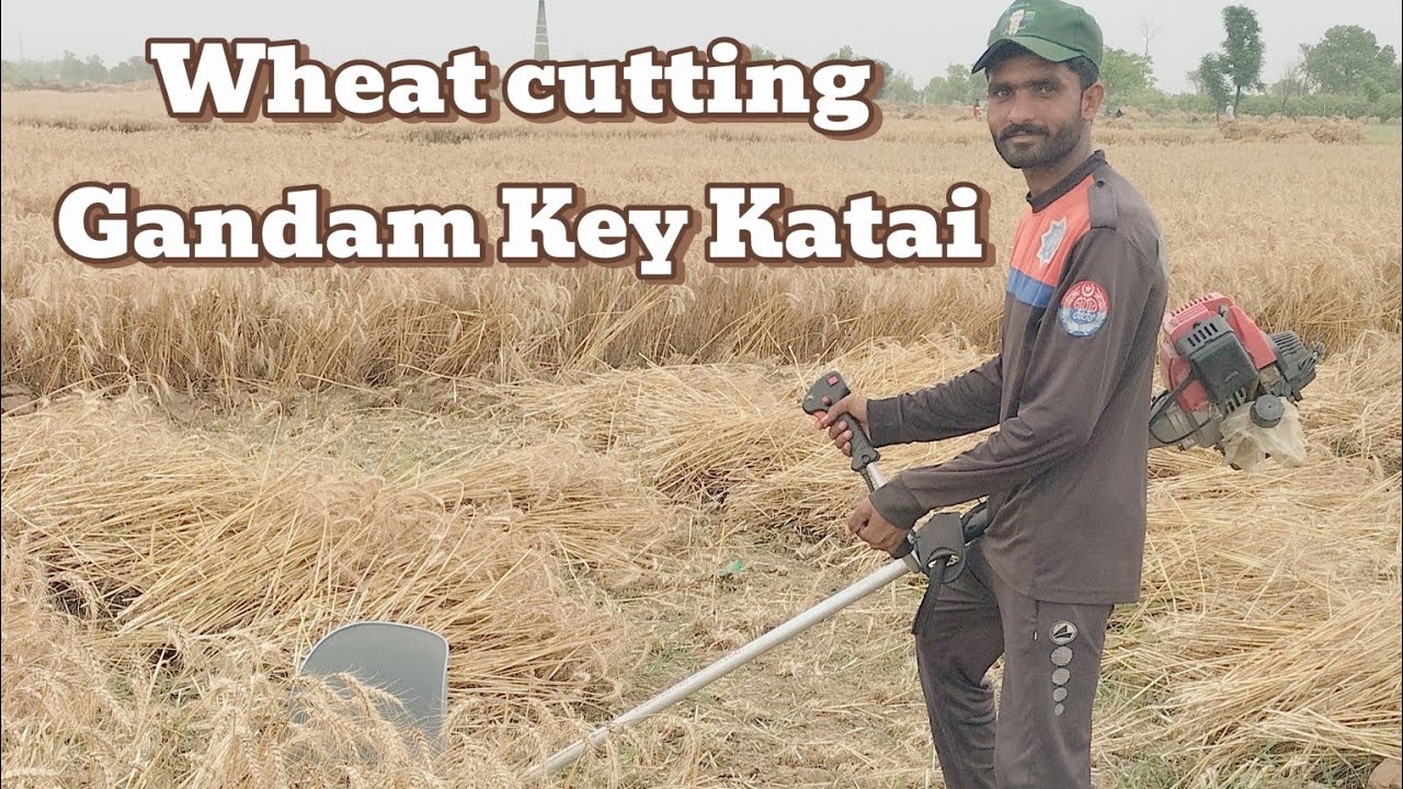 Wheat Cutting Very Easy | Gundam Ki Katai | Harvesting Wheat Crop | Wheat Cutting Season in Punjab /