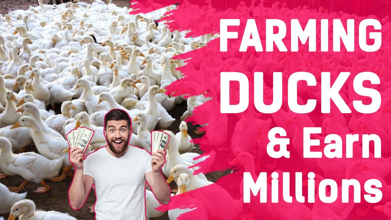 From Ponds to Profits: The Art of Duck Farming #duckfarming #poultryfarming