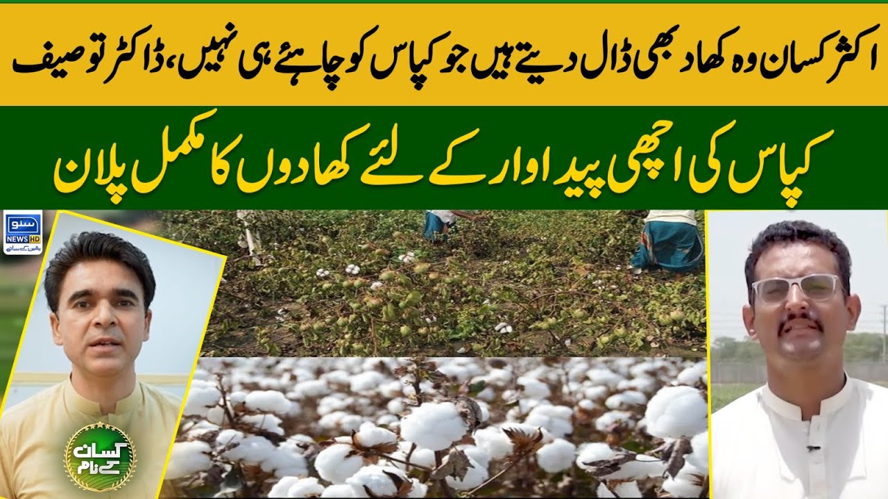 Fertilizers requirement of cotton crop | kissan Kay Naam | EP 24 | Suno News HD