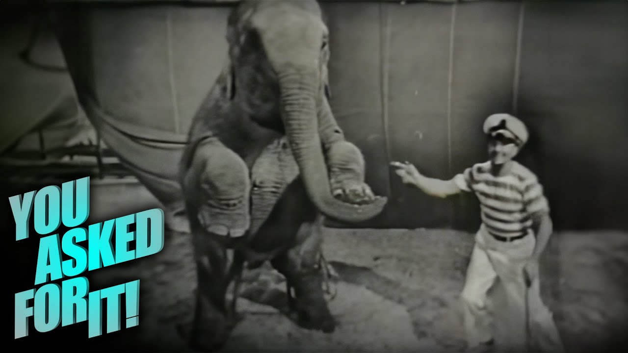 Elephant Training 101 (1950s) | You Asked For It